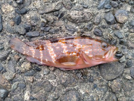 アジングでアコウ